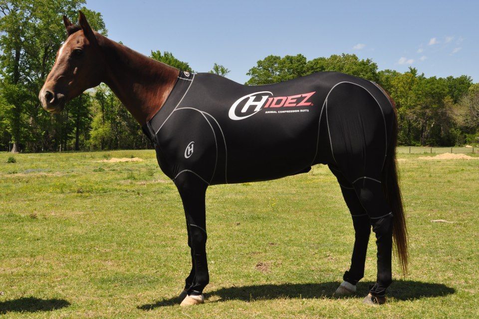 25 лучших бизнес идей для любителей животных