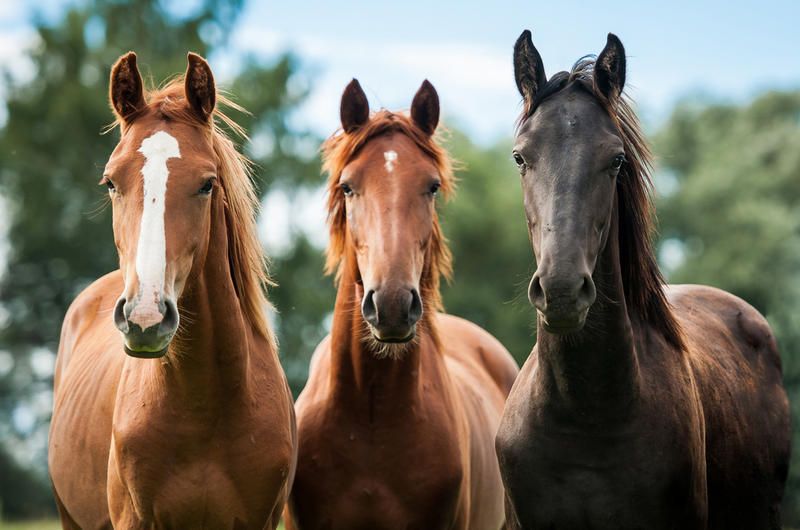 Бизнес план: как открыть ферму по разведению лошадей