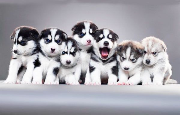 25 лучших бизнес идей для любителей животных