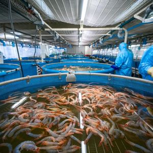 Идея бизнеса: открываем ферму для разведения креветок и раков