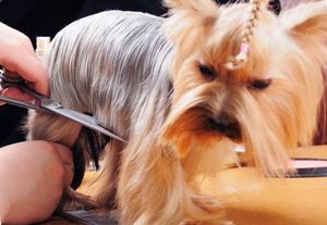 Обзор рынка груминга 2025 года: лучшие франшизы груминга в каталоге Businessmens.ru