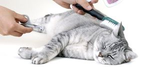 Франшизы по уходу за домашними животными. Обзор рынка