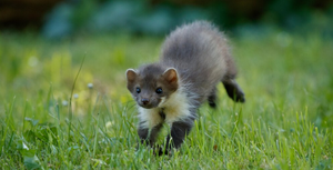 Бизнес план: как открыть ферму по разведению хорьков