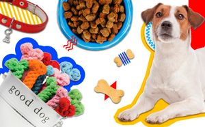 Разведение породистых собак: бизнес план 