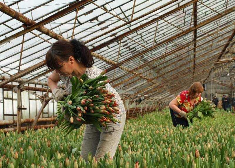 Выращивание цветов в теплицах